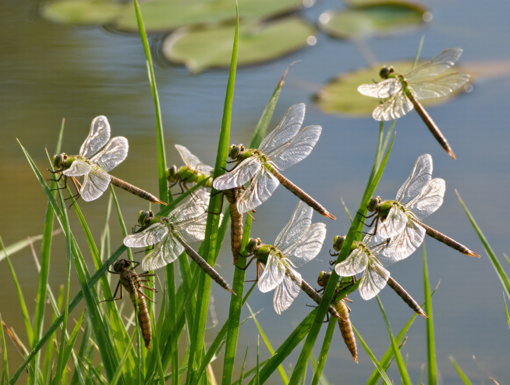 Dragonfly Babies