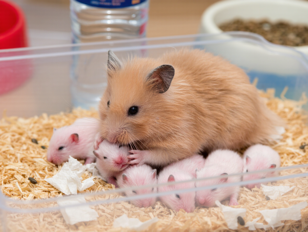 Do Hamsters Eat their babies