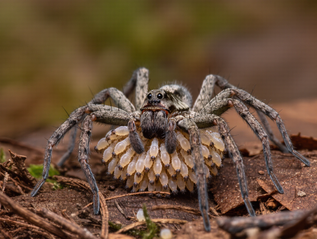 Wolf Spider with babies